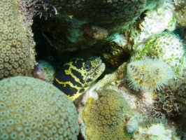 Chain Moray Eel IMG 7885